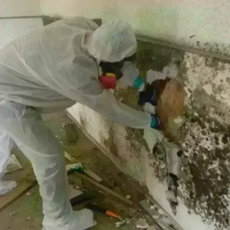 Mold Remediation and Removal in Parkersburg, WV